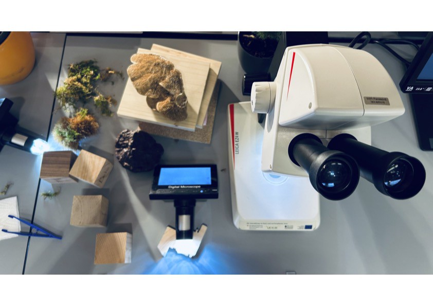 We are at Holzbau in Innsbruck 2